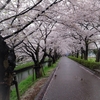 春　雨　桜