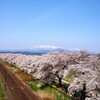 一目千本桜を見に行ってきた。