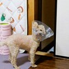 犬　歯科手術後の再診