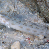 No.047 ヒメシノビハゼ (Ctenogobiops feroculus)