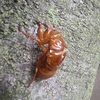 Cicada