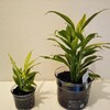 今年の父の誕生日プレゼントに観葉植物(ドラセナ)をプレゼント