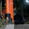 関西あたりのねこさん