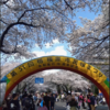 好天に恵まれた第51回相模原市民桜祭り！(2024/4/8)