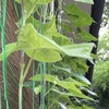 グリーンカーテン，朝顔の蕾みが