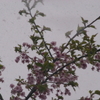 季節はずれの“雪”・・そして…桜＆梅…