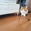 狙うと絶対に撮れないあるある