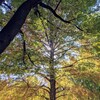 浜町公園で紅葉を見てから、焼鳥食べに「鳥どり」まで行ってみた。ヘリノックス便利。（中央区日本橋浜町）