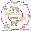 エキノコックス：北からキタキツネと共に来た怖い寄生虫