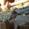 雑木林の野鳥　コジュケイ・ツグミ