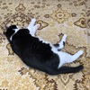 母の家のクロ　猫一匹で留守を守ってます！