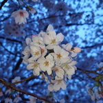 満開の夕桜ドライブ@道の駅さくらの山