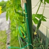 5年後は40度超えか〜　ゴーヤの赤ちゃん見っけ！