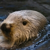 【神戸須磨海浜水族園ラッコ館】今日も暴走気味!!ラッキー君は元気よく泳ぎます!!【海のパンダ?癒やし】 