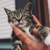 猫を迎える前の準備とは？《猫の健康管理インストラクター資格の口コミ》