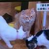 【猫カフェ】心斎橋にある猫ビル「ネコリパブリック」の出来た理由が、深イイ話だった件