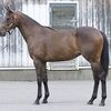 シルクなお馬さん（関西・１歳牝馬）