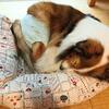 避妊手術しないまま10歳　愛犬が子宮蓄膿症に