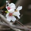 桜、狂い咲き。