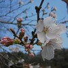 来年まで見納めの桜