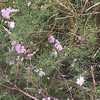 秋桜