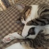 どんな夢見てるの？寝姿が・・；ねこ：保護猫日記。3歳1ヵ月（161週）