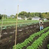 今週の野菜