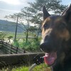 老犬ホームあん｜みらん 虹の橋を渡りました。