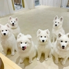 極上のモフモフ体験！サモエド犬と触れ合う癒しスポット「サモエドラウンジmoffu」原宿に登場
