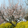 菜の花と梅