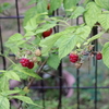 ラズベリーの収穫（6/5）
