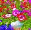 【どんなに】加工しても花の画像はキレイだか、そのまんまが一番か。。。 2019/05/09