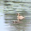 今朝の瓢湖