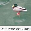 “華麗”な滑りでしょ　上野城跡の内堀で氷上に野鳥たち