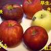 リンゴ５品種食べくらべ！