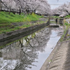 26年4月5日撮影　奈良　大和高田　高田千本桜　桜並木1