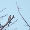 コシジロヒヨドリ Sooty-headed Bulbul