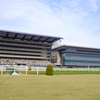 東京競馬場に関する雑学！