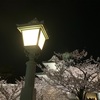 金沢城夜桜