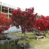 紅葉２０２４　けいはんな記念公園