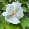 夏の通勤路の植物たち。