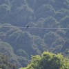 電線のブッポウソウ