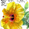 【西東京の植物絵手紙（65）…西東京市保谷町でハイビスカスの花に出会った！】