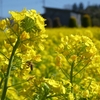 菜の花畑川和町駅前 