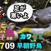 0709【朝5時にいつもの川見てみた】カルガモ親子、マルガモ養父？足怪我キセキレイ、ツバメ親子コサギなど【今日撮り野鳥動画まとめ】身近な生き物語