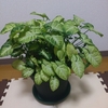 三年ぶり観葉植物2