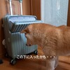 柴犬きなこ🐕のおやつが・・・/ブラキャミ迷子から卒業🌸/お買い物マラソン購入品レポ