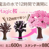 Magic桜シリーズ：不思議な桜が12時間で咲く美しい花の魔法