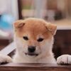 一人暮らしの寂しさを紛らわすには小型犬が一番