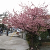 近場の河津桜